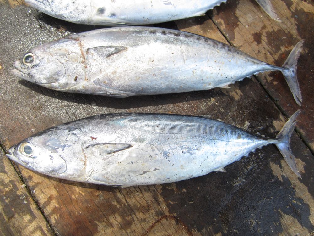 bullet mackerel,又名 a target="_blank" href="/item/鲣鱼/462058"