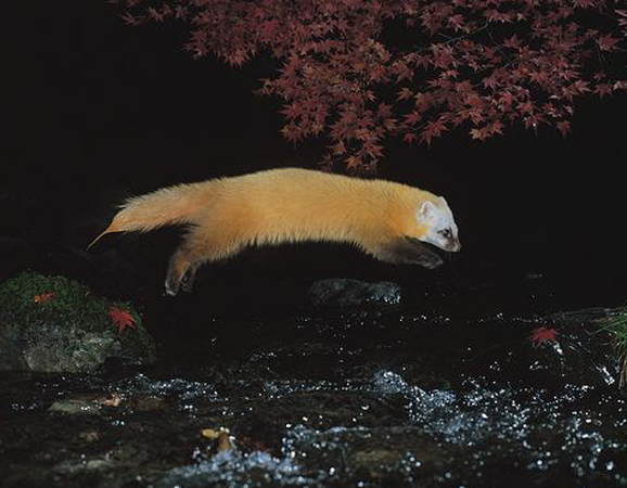  p>日本貂(学名: i>martes melampus /i>):体重500-1700克,体长470