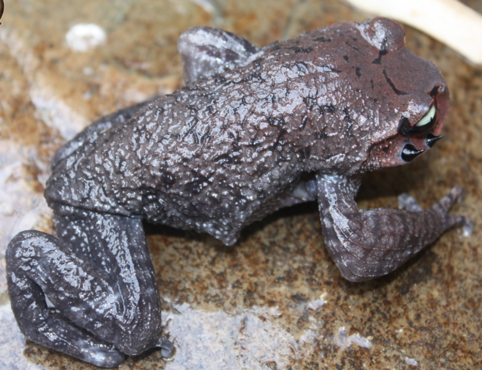  p>雷山髭蟾(学名: i>leptobrachium leishanense /i>)是角蟾科,拟