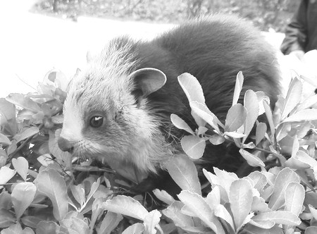  p>催生子,turbo cornutus solander,是一种小型海贝动物. /p>