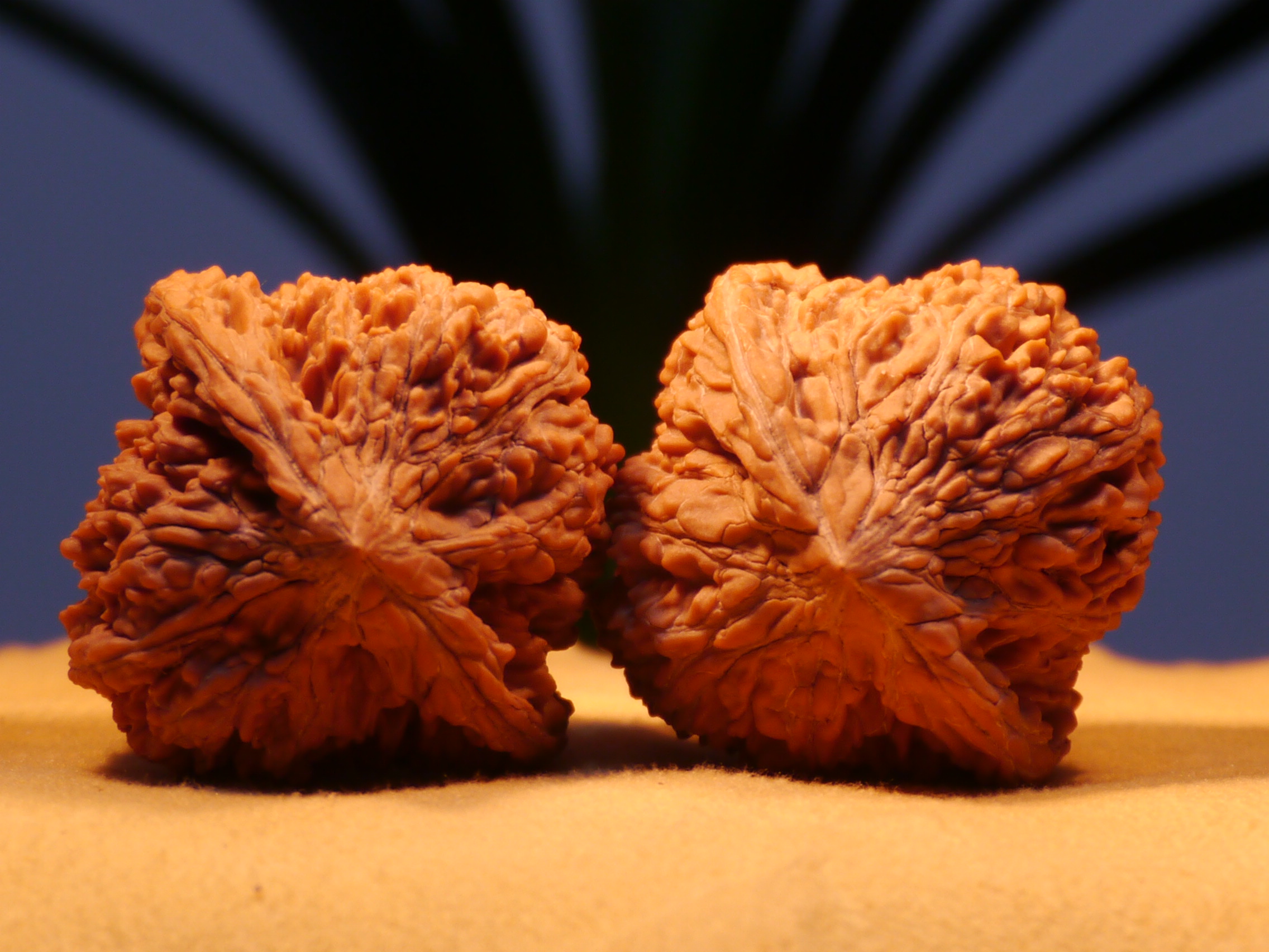  p>涞水麻核桃(野三坡麻核桃),河北省 a href="#" data-lemmaid="