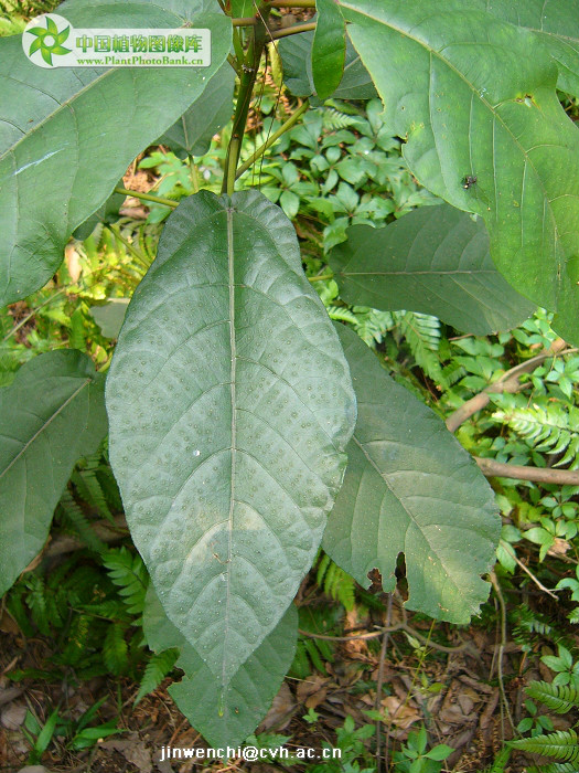  p> b>异叶榕 /b>(学名: i> b>ficus heteromorpha /b> /i>)为桑科榕