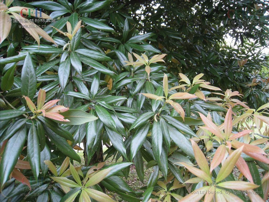  p>闽楠(拉丁学名: i>phoebe bournei /i> (hemsl.