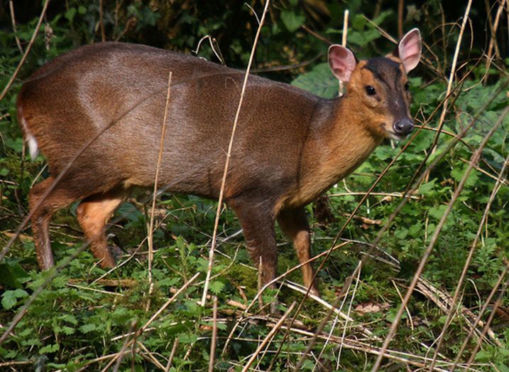 formosan reeves muntjac