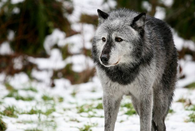  p>加拿大森林狼(学名: i>canis lupus occidentalis /i>):是食肉目