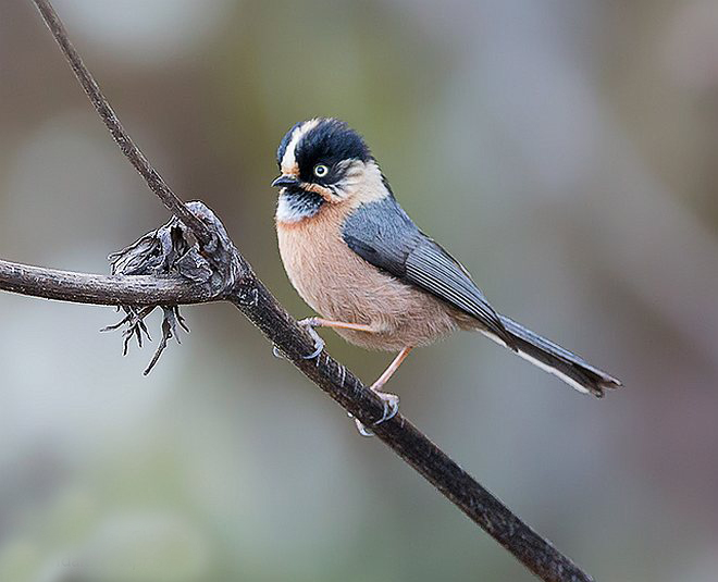  p>黑头长尾山雀(学名: i>aegithalos iouschistos /i>):是一种体型小