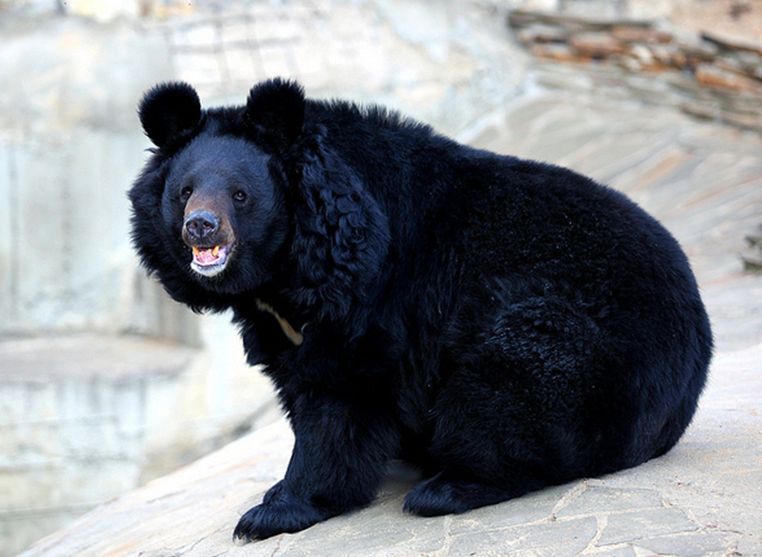  p>黑熊(学名: i>ursus thibetanus /i>):是食肉目,熊科动物.