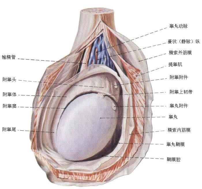  p data-id="gnco929a77">睾丸在正常发育过程 a target="_blank"