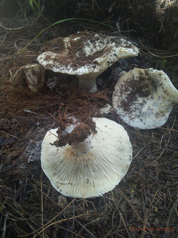 菌盖直径3-14cm,初扁半球形中央脐状,伸展后下凹至漏斗形,污白色,后变