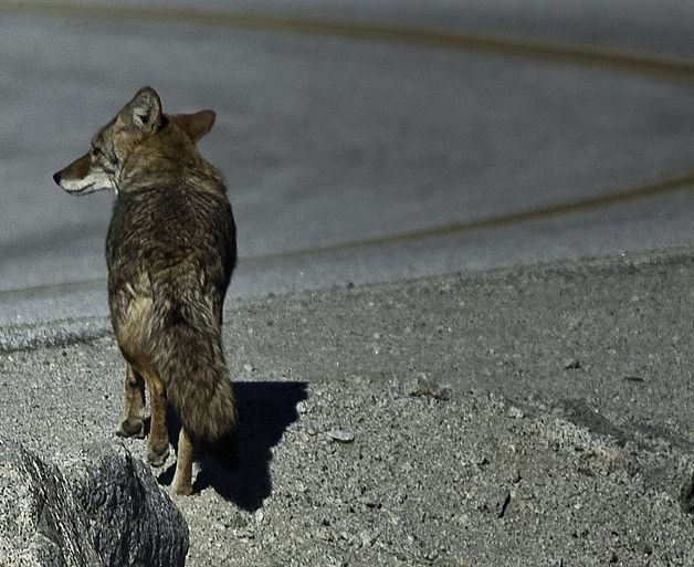  p>郊狼(学名: i>canis latrans /i>)是犬科犬属的一种,与 a target="