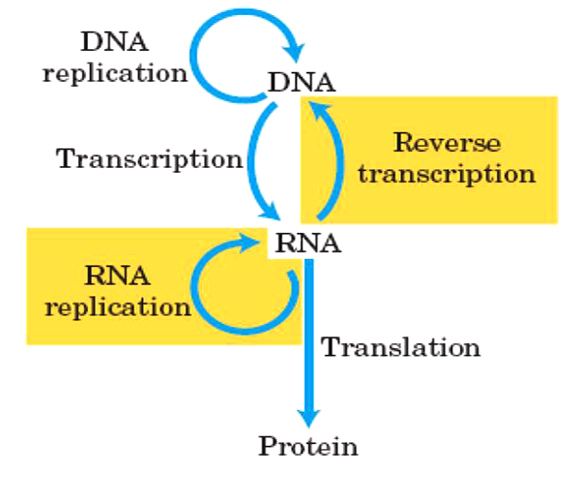 genetic central dogma