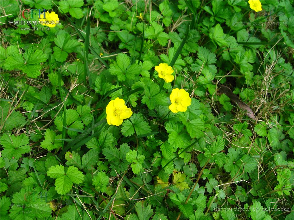  p>五叶莓,蔷薇科植物属植物,主要分布在山坡或湿地. /p>
