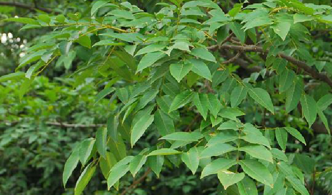  p>翅荚香槐 (学名: i>cladrastis platycarpa /i> (maxim.