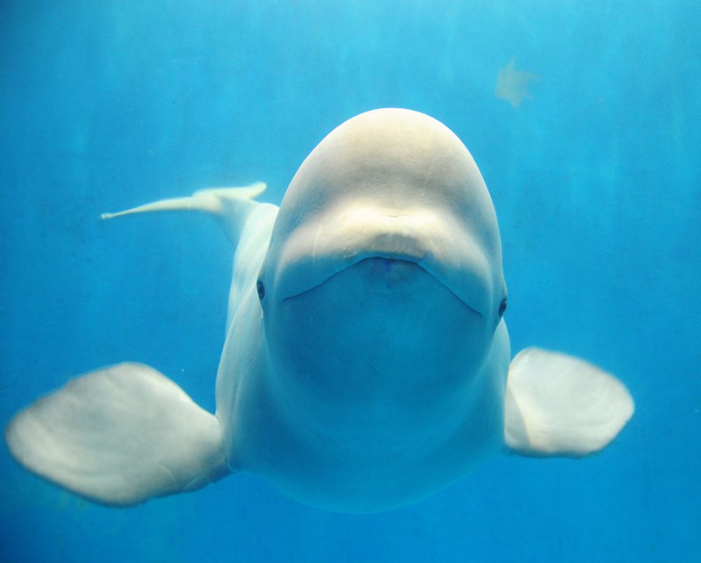  p>白鲸,学名: i>delphinapterus leucas  /i>(pallas,1776), a