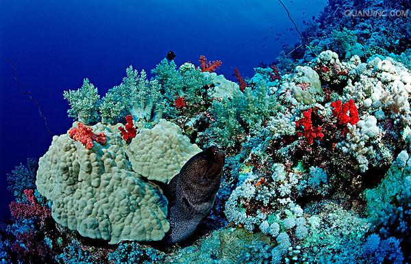 珊瑚 /a>目的 a href="#" data-lemmaid="216062">动物 /a>形成的一种