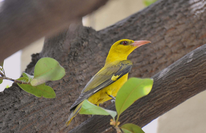 eurasian golden-oriole