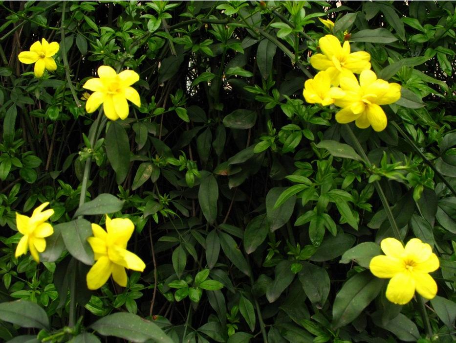  p>云南素馨,为 a href="#" data-lemmaid="8424632">木犀科 /a>木质 