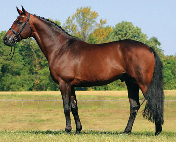  p data-id="gnwnfq5jj7">汉诺威马,是指在汉诺威培育出来的一种名马