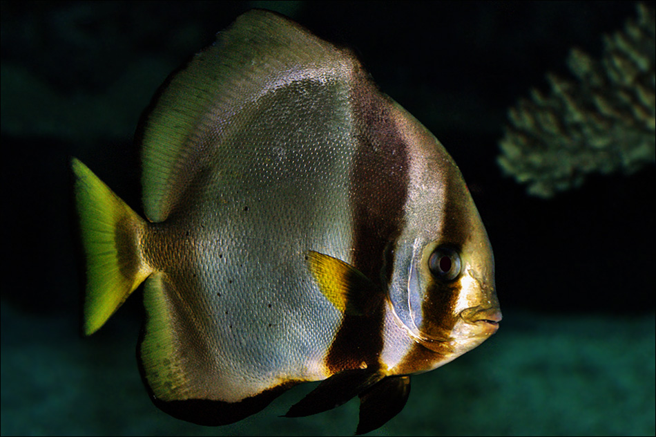  p>圆眼燕鱼(学名:platax orbicularis)又名 a href="#" data-lemmaid