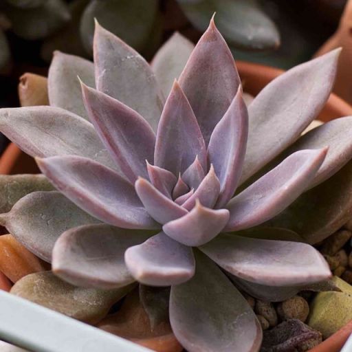  p>银后是景天科拟石莲属多肉植物. /p>