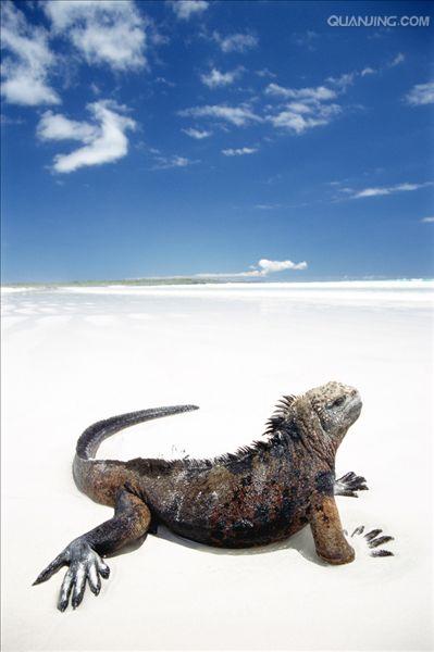  p>海鬣蜥(学名: i>amblyrhynchus cristatus /i>):是仅出没在 a href