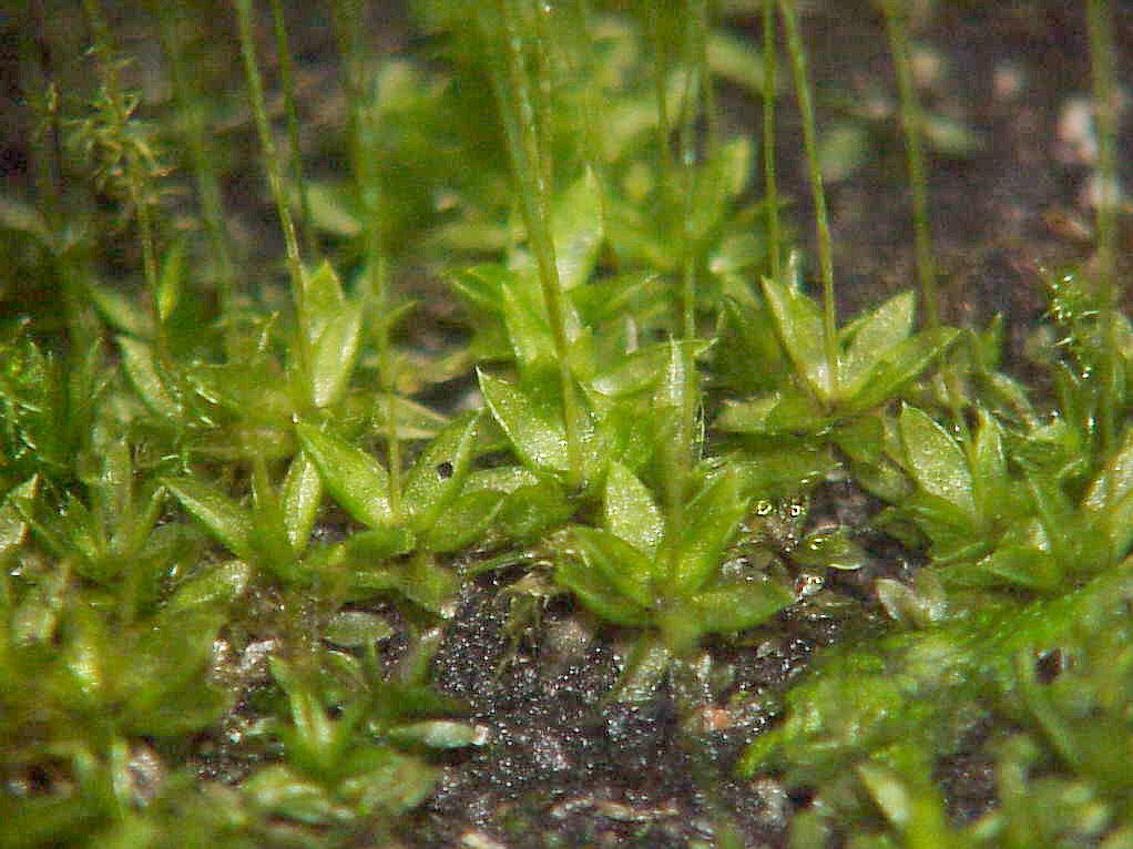 data-id="gnwgo9c6e7">红蒴立碗藓(physomitrium eurystomum)是葫芦藓