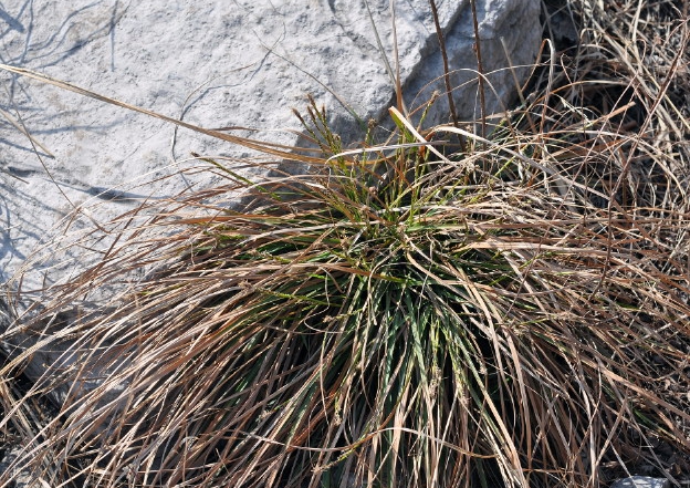  p>低矮薹草(学名: i>carex humilis /i> leyss.