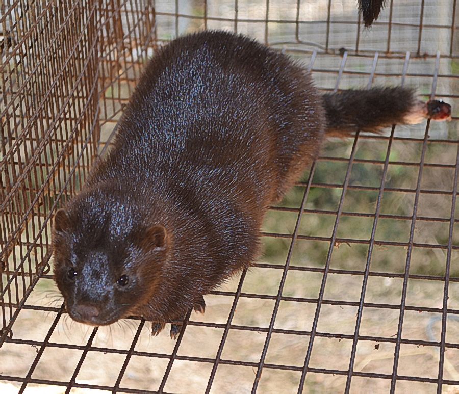  p>咖啡貂也常称为烟色貂,这种彩貂饲养数量较大,其毛色为浅褐色,眼为