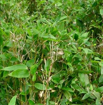  p>江山倭竹(学名: i>shibataea chiangshanensis /i> wen)是禾本科