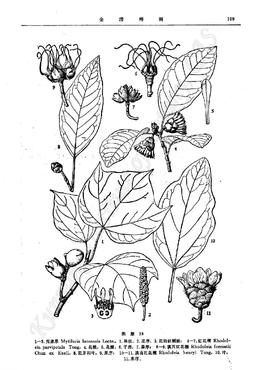 是金缕梅科壳菜果属植物,常绿乔木,高达30米;小枝粗壮,无毛,节膨大