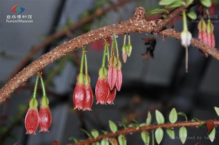  p>五翅莓,为 a target="_blank" href="/item/树萝卜属">树萝卜属 /a