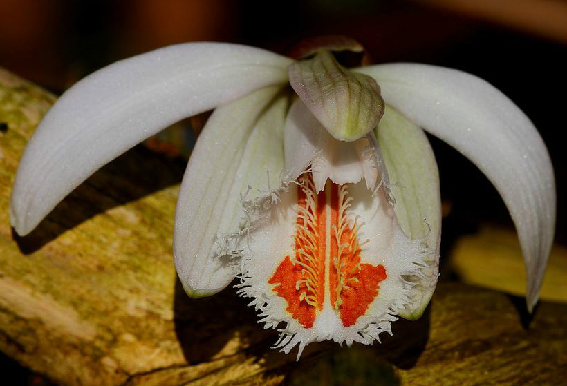  p>白花独蒜兰(学名: i>pleione albiflora  /i> cribb et c. z.