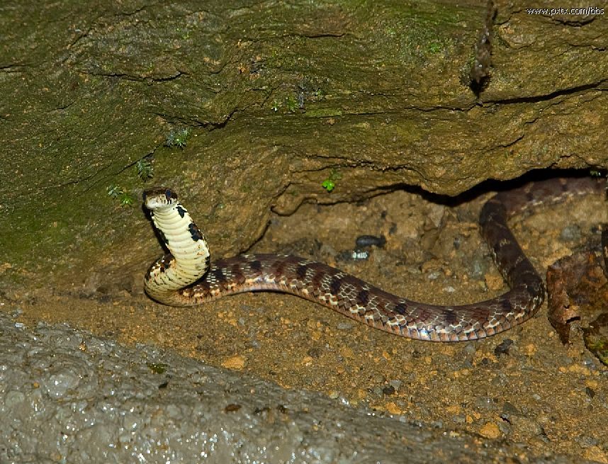 学名:pseudoxenodon macrops)为游蛇科斜鳞蛇属的爬行动物,俗名气扁蛇