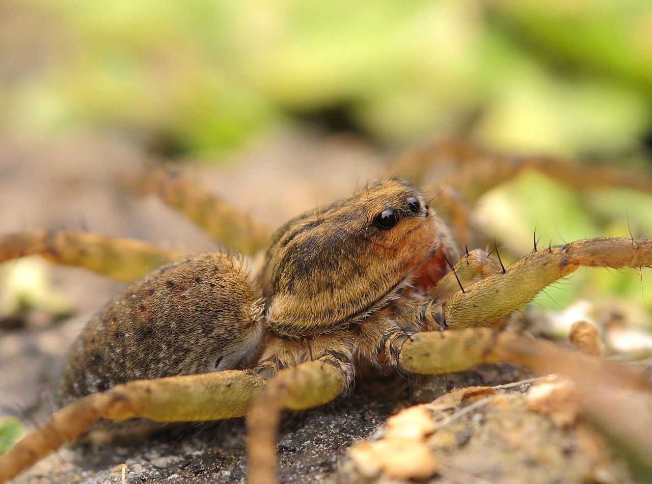  p data-id="gnaqfzlf7c">蜘蛛名, i>pardosa pseudoannulata /i> (b