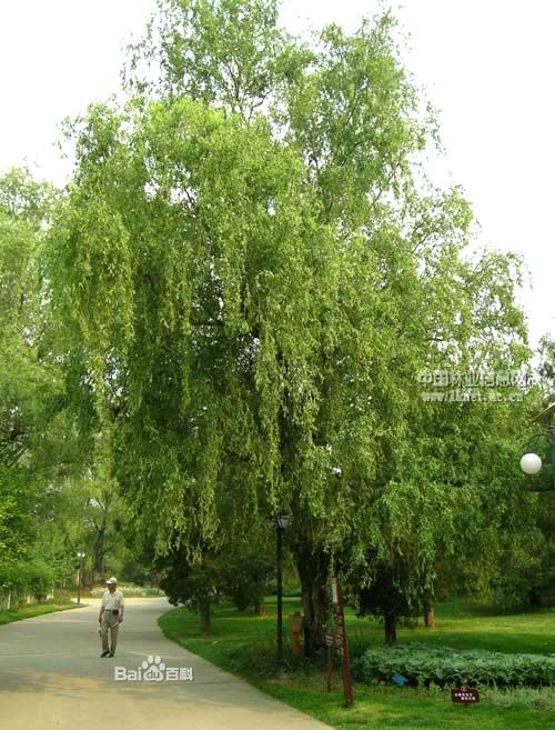  p>龙须柳是优良的绿化树种,是我国北方平原地区最常见的乡土树种之一