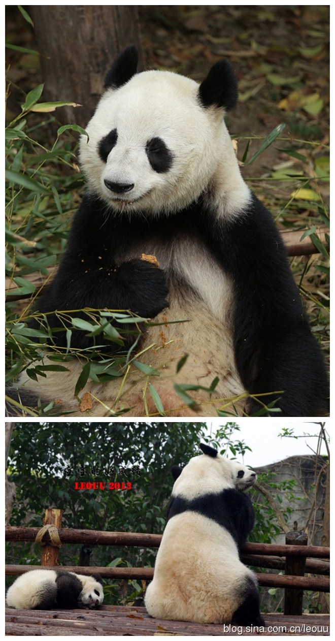  p>大熊猫"绩丽",2007年7月23日出生于 a href="#" data-lemmaid="