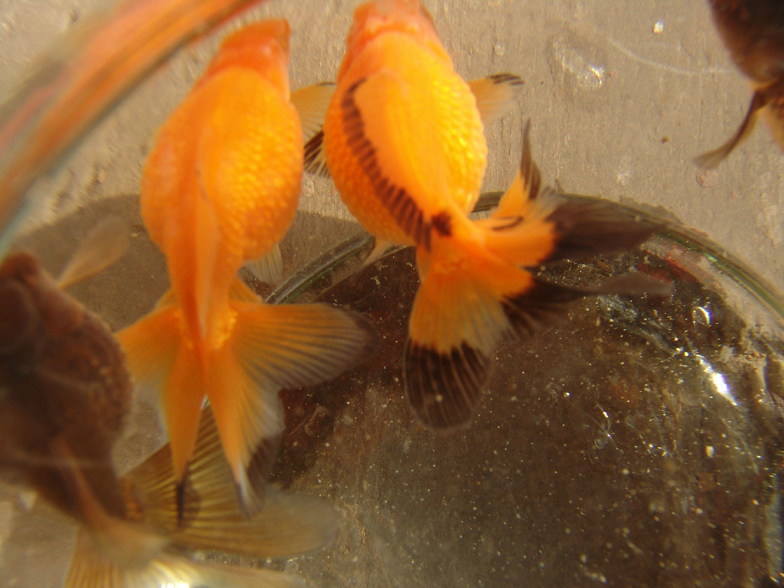 红皇冠珍珠金鱼