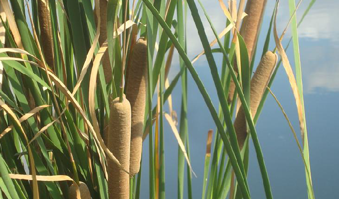  p>长苞香蒲(学名: i>typha /i>  i>domingensis /i> pers.