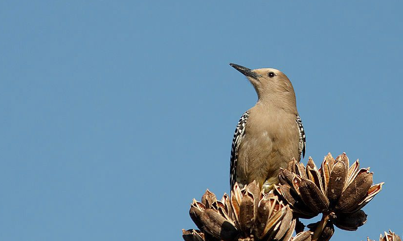  p>吉拉啄木鸟是属 a href="#">鴷形目 /a> a href="#" data-lemmaid=