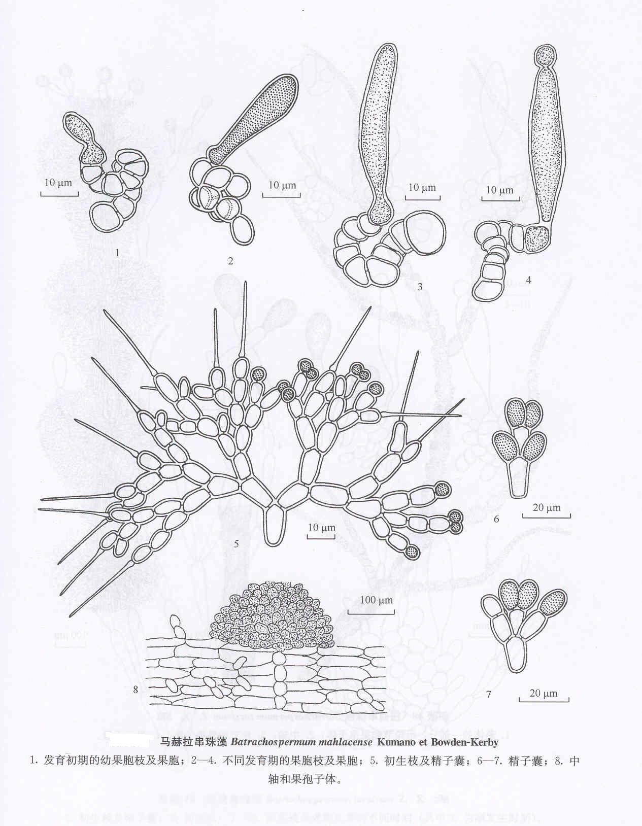  p>马赫拉串珠藻,学名batrachospermum mahlacense,串珠藻科,串珠藻属