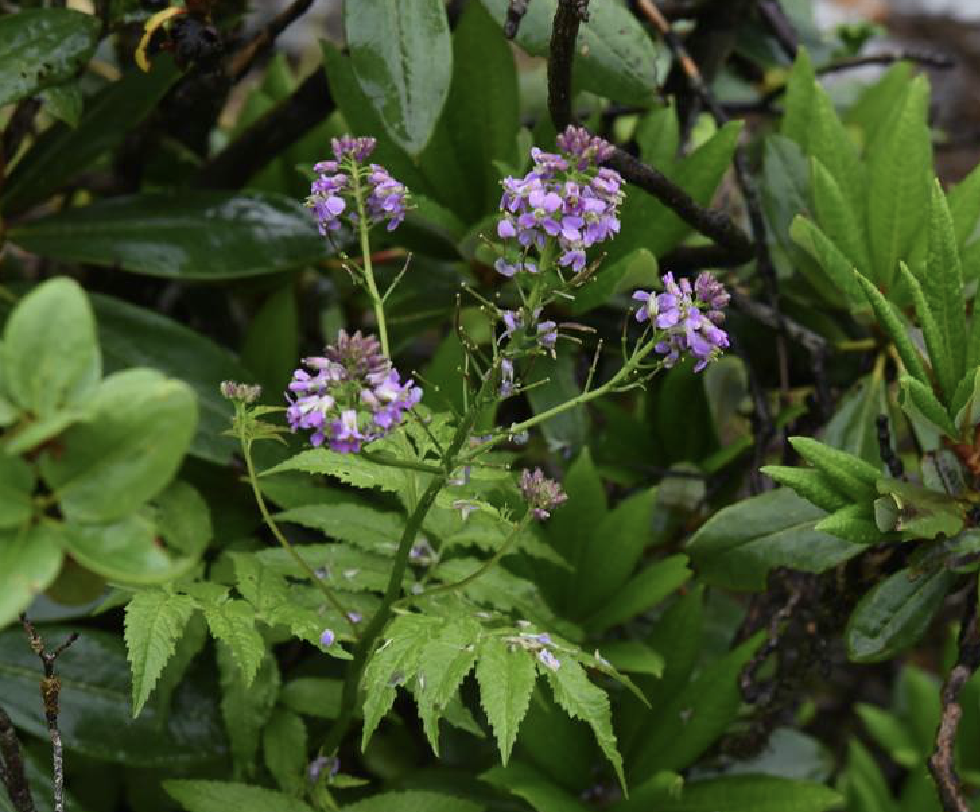  p>大叶碎米荠(学名: i>cardamine /i>  i>macrophylla /i> willd.