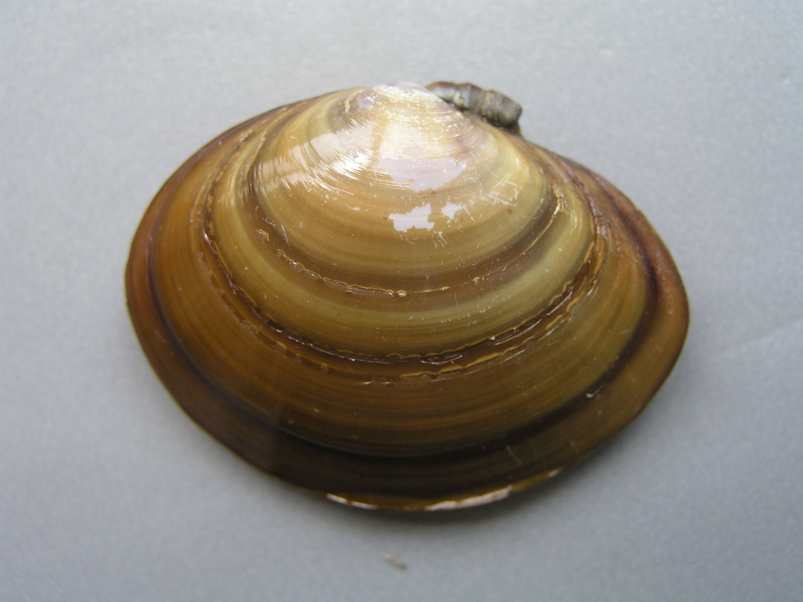  p>紫彩血蛤 俗称橄榄血蛤,体扁,壳薄,以壳面具有数条环形紫带而异于