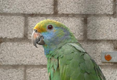  p>蓝颊亚马逊鹦鹉(学名:amazona dufresniana)是典型的 a target="