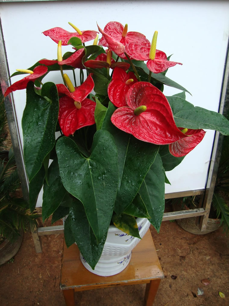 cross-pollinated plant