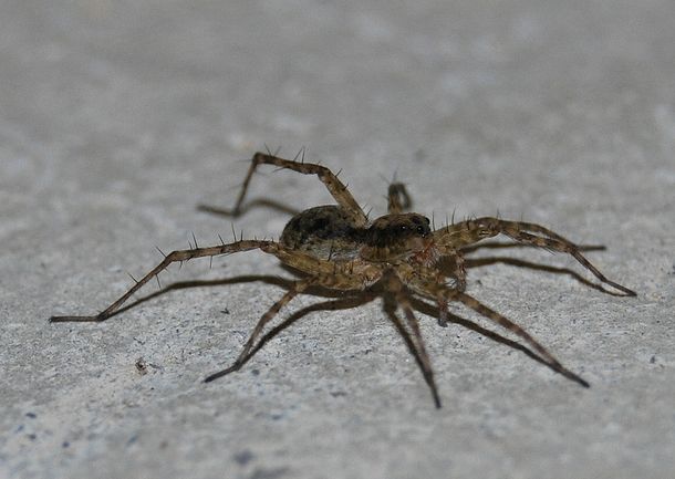 thin-legged wolf spider