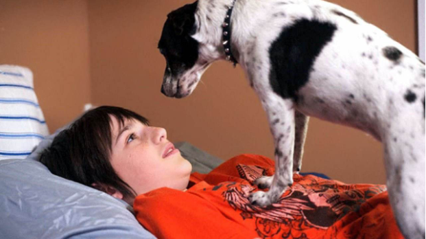 杰克罗素梗为什么能变成动画片宠儿 百科ta说