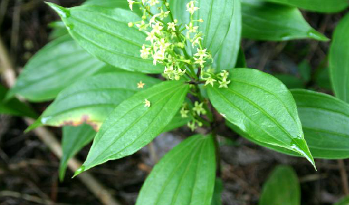  p>茜草科,茜草属的一种植物.