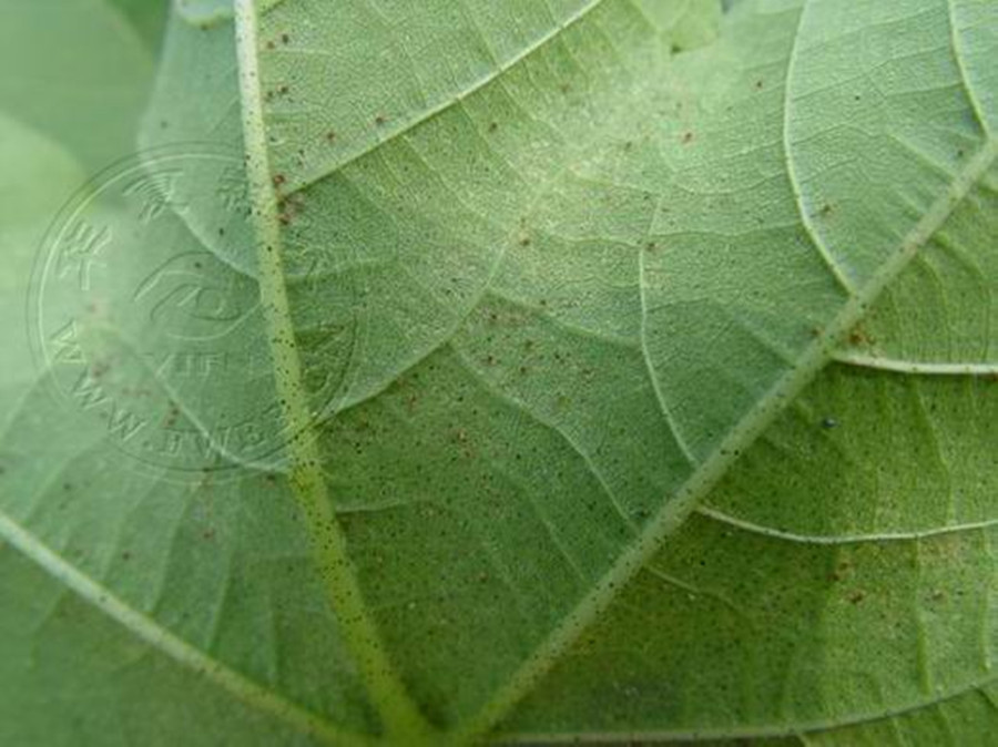  p>棉红蜘蛛是为害棉花的叶螨的统称,除棉花外也为害豆朔 ,玉米,芝袜
