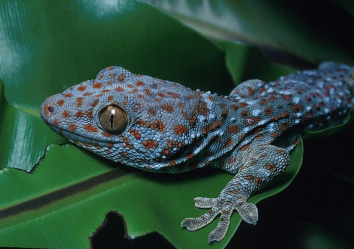  p>大壁虎(学名: i>gekko gecko /i>):俗称 a target="_blank" href="