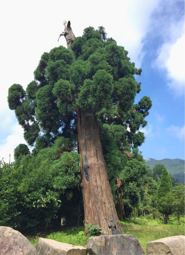 巨杉（柏科巨杉属植物）_百度百科